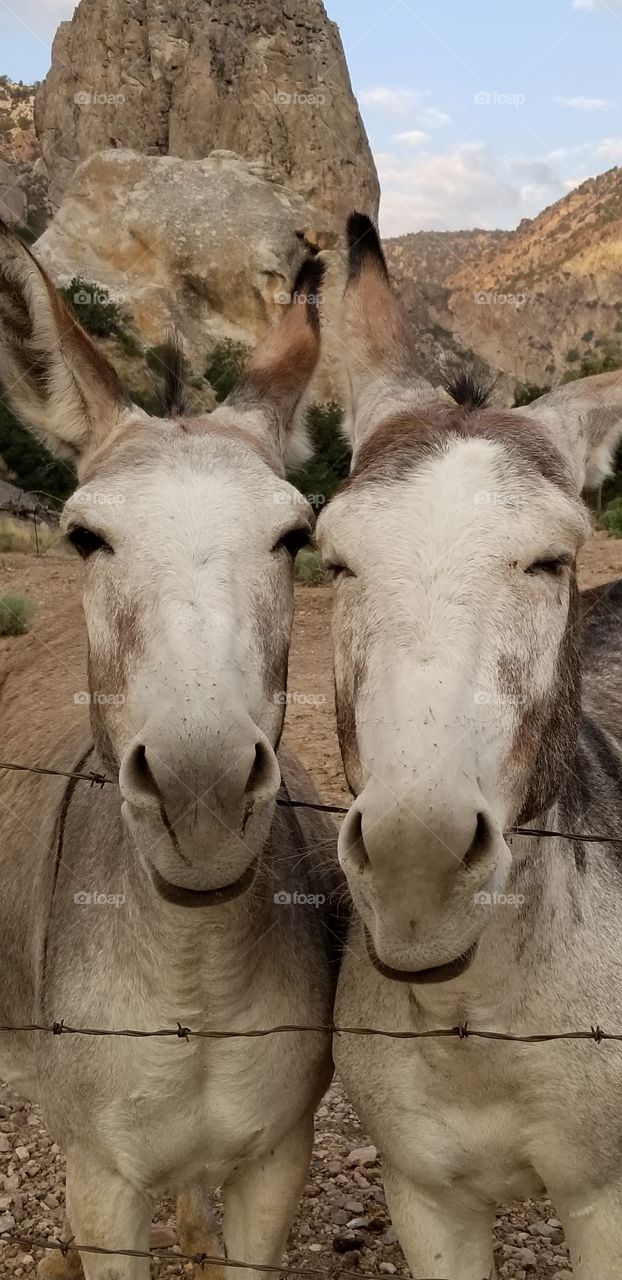 pair of smiling jack asses