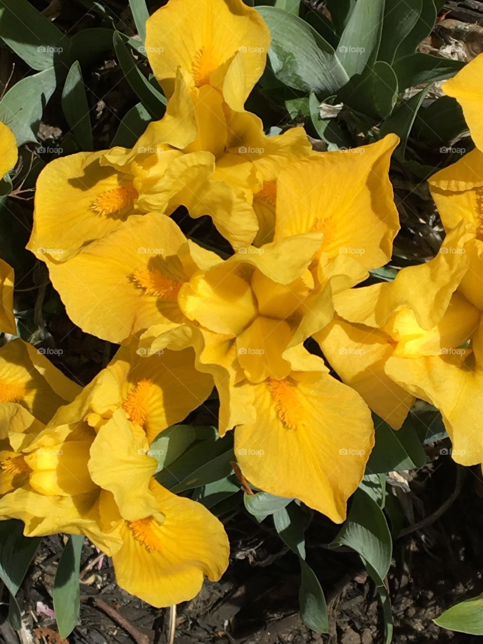 Yellow Irises 