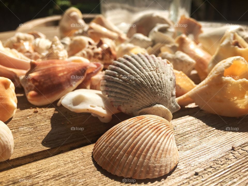 Sea shells on wooden table