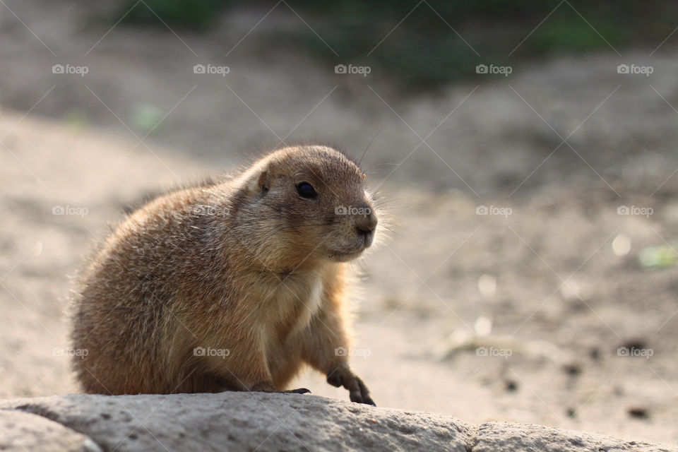 Gopher