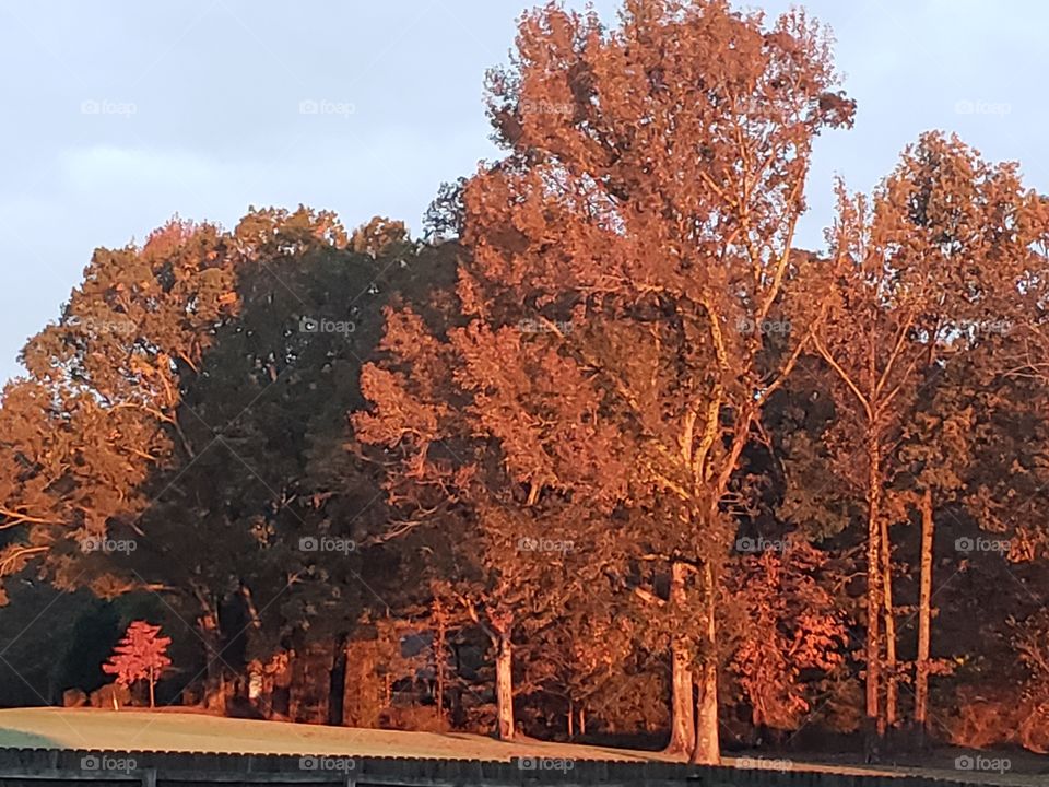 Fall is here!  Sun coming up casting a red hue over the trees!
