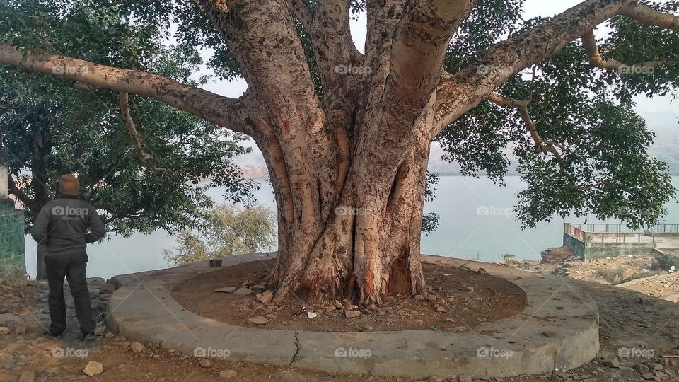 amazing tree