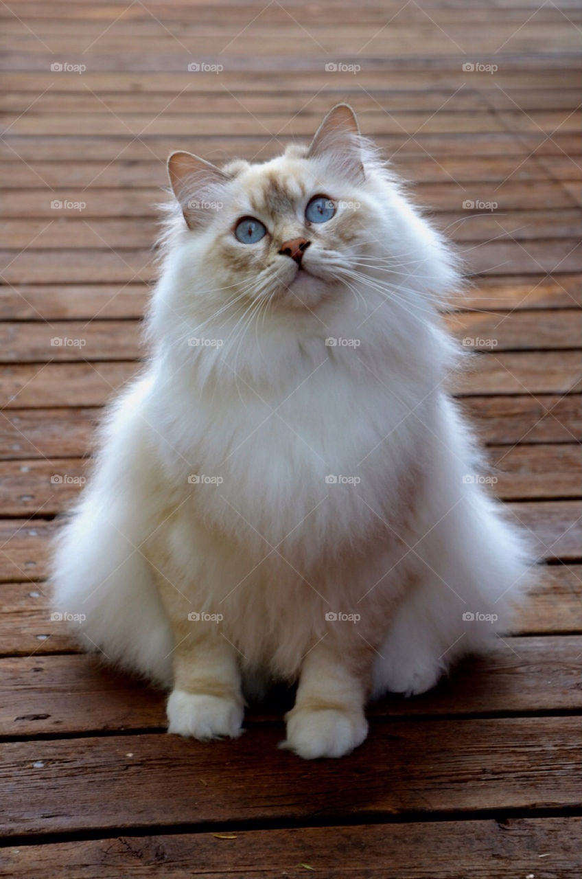 white woods cat katt by paula