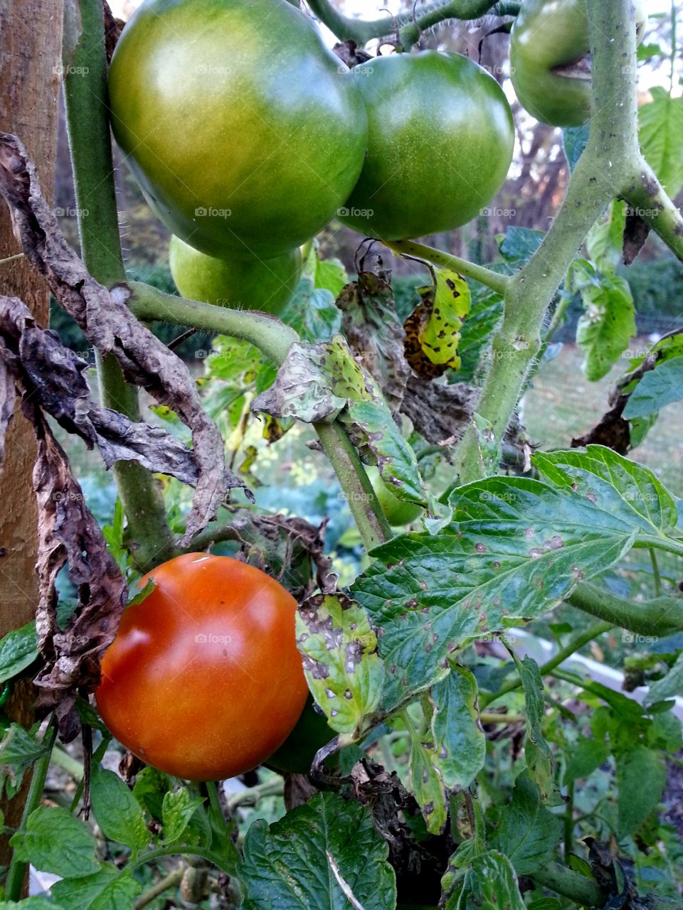 Ripening tomatoes on the vine