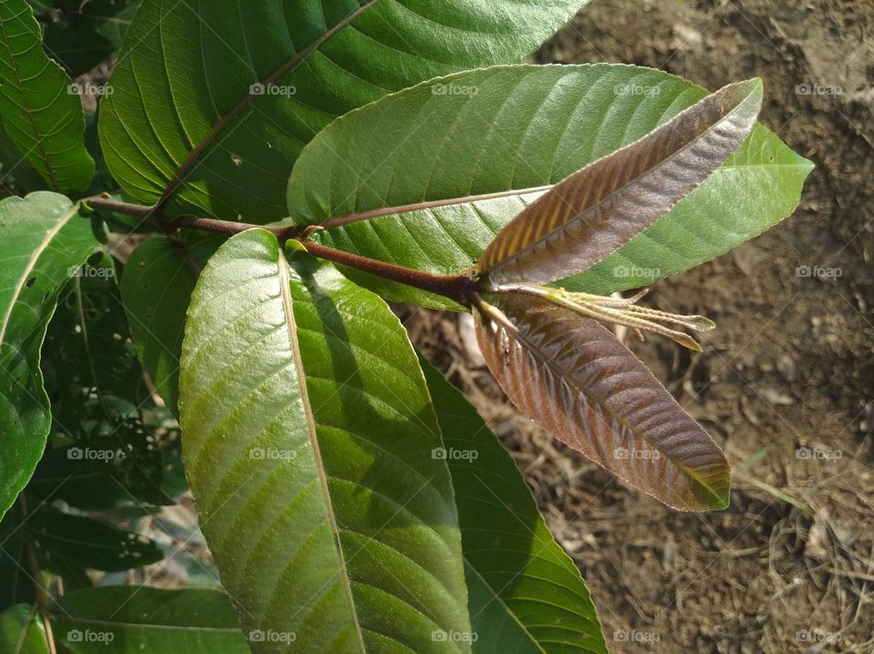 growing leaves shurb small size looks very beautiful generally found everywhere seasonal