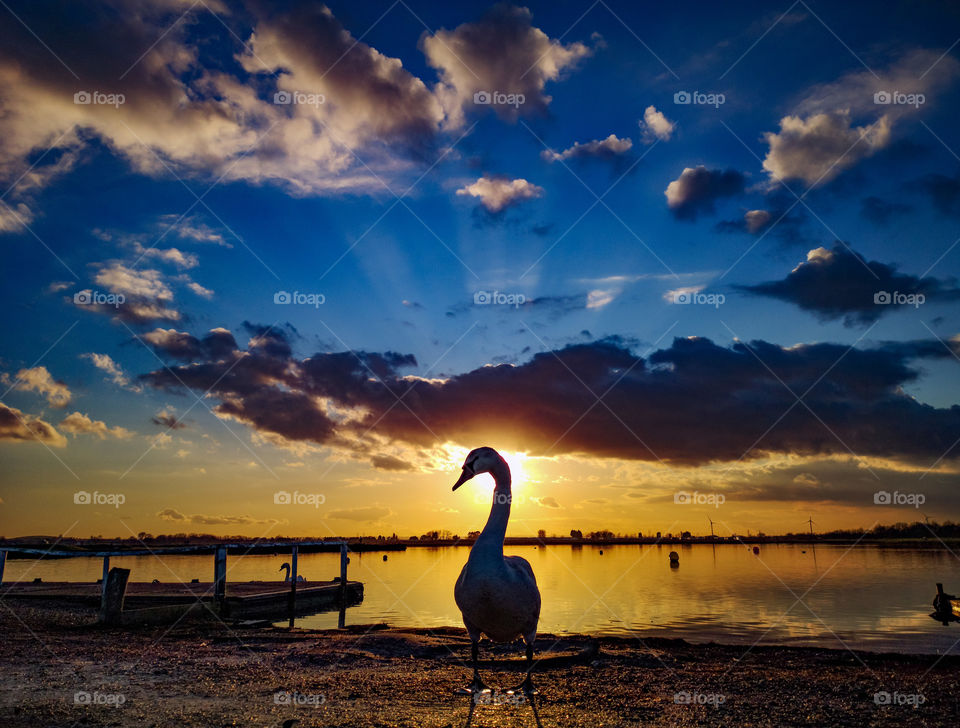 swan sunset