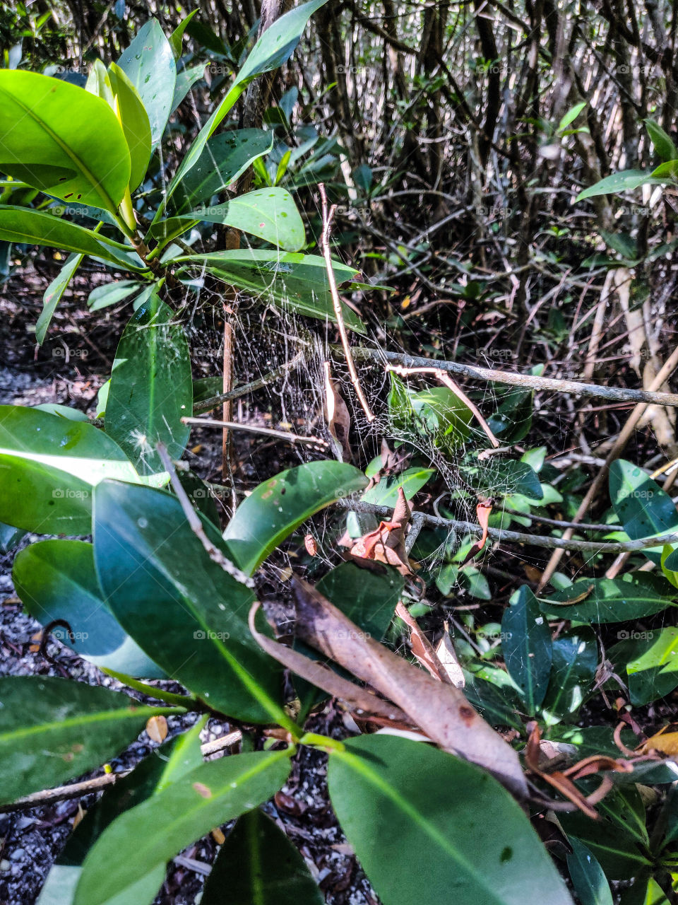 spiderweb on the ground