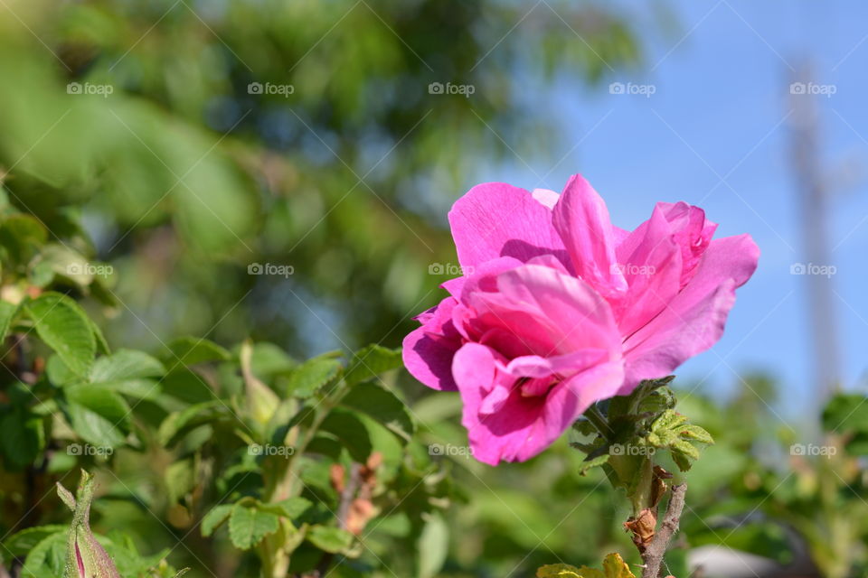 Nature, Flower, Leaf, Flora, Summer