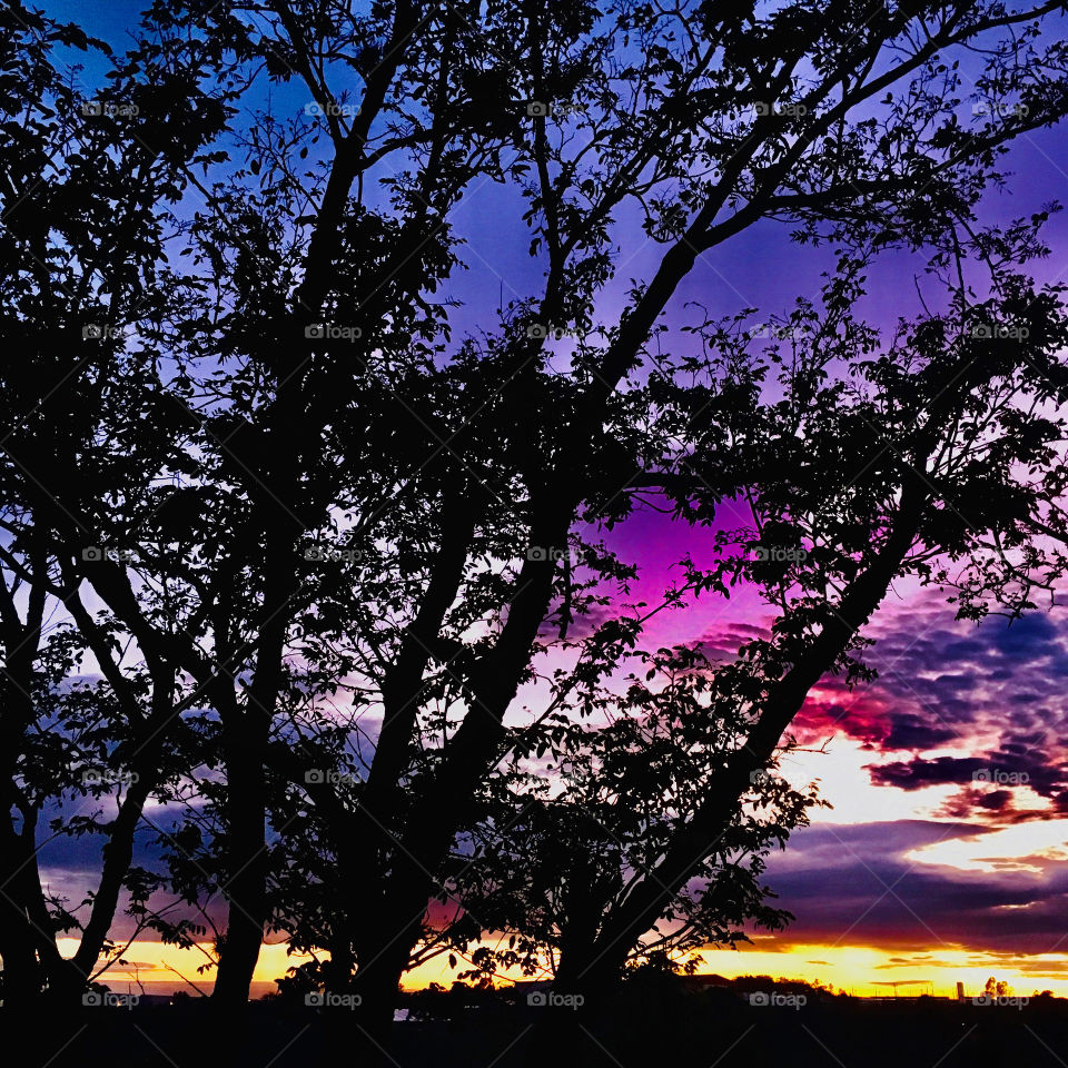 FOAP MISSIONS - 🇺🇸 The shadows give charm to the photographs! See the shadow of this tree with the sun rising: incredible! / 🇧🇷 As sombras dão charme ás fotografias! Veja a sombra desta árvore com o sol nascendo: incrível!