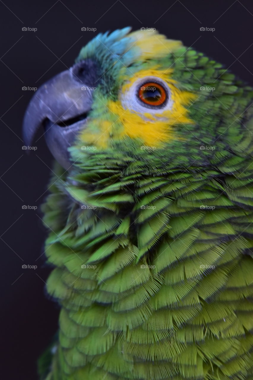 Sweet Parrot