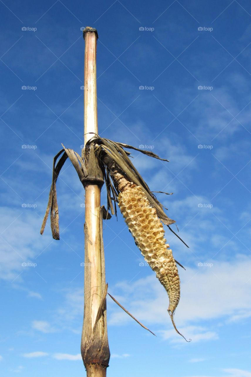 Dying corn