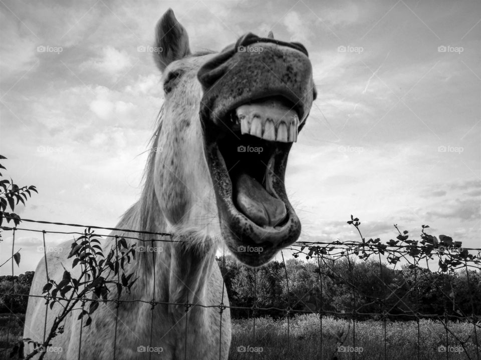 Gray horse laughing