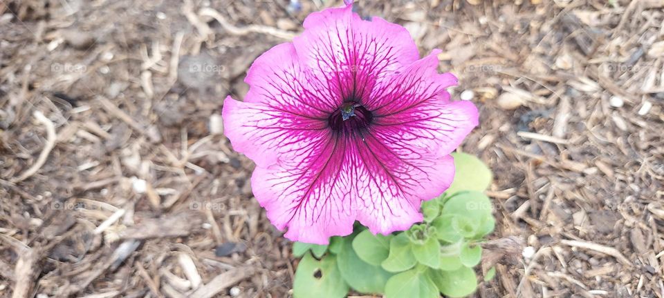 A Fuschia/Hot Pink Flower !