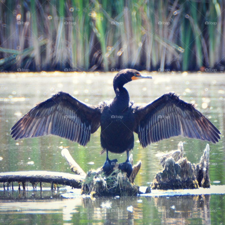 Cormorant spreading it’s wings 