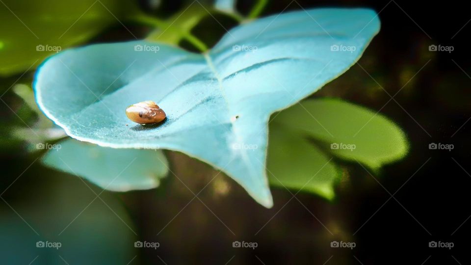 baby snail on leave.🐌