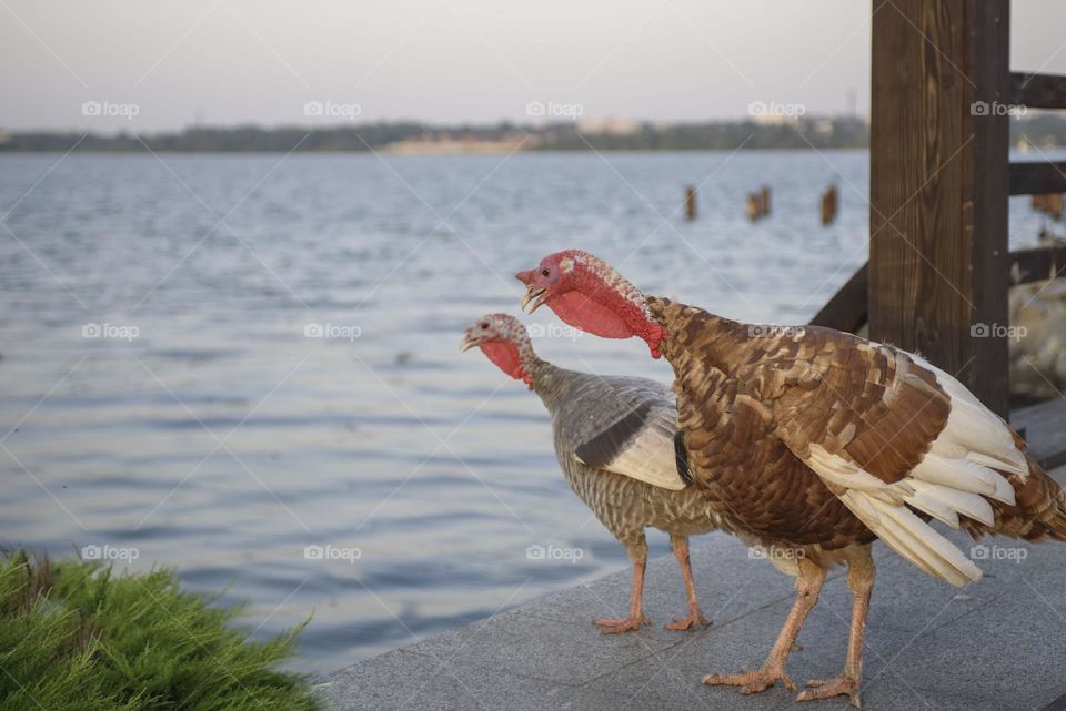 A couple of turkeys and an Indian peacock stand on the bridge and look at the river. Funny scene from the life of birds