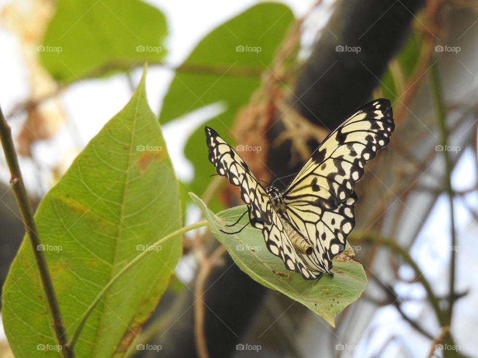 A close up of a butterfly 