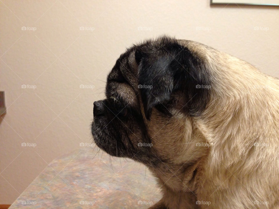 Profile Pug