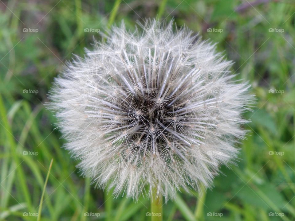 Close-up of Dandelion