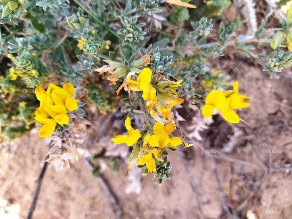 wild yellow flowers