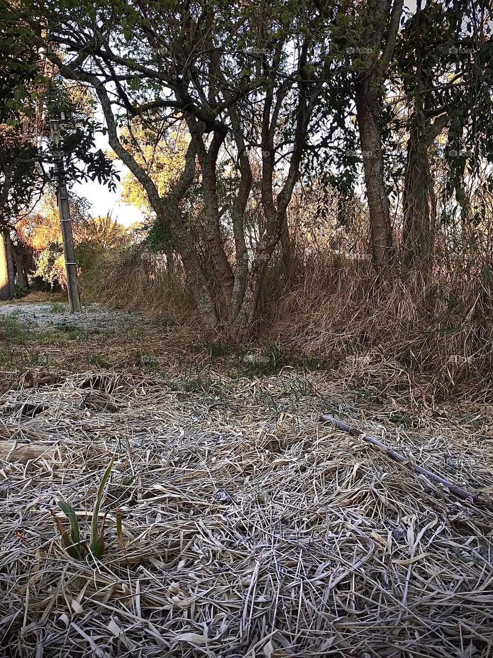 Ice covering the vegetation