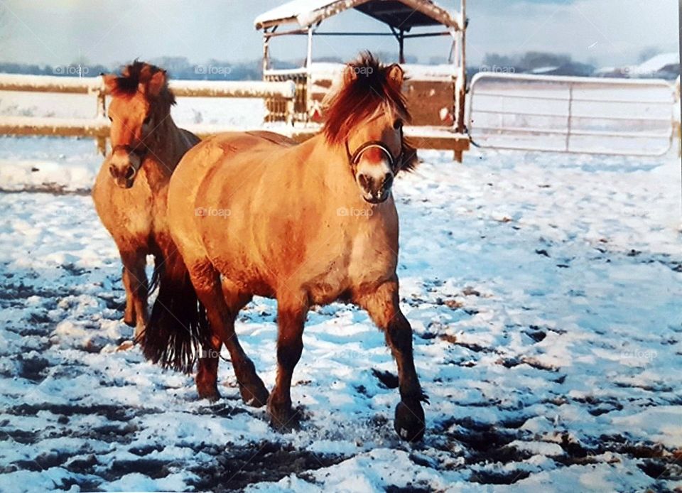 two beautiful norwegian fjord horses enjoying their wintry pasture