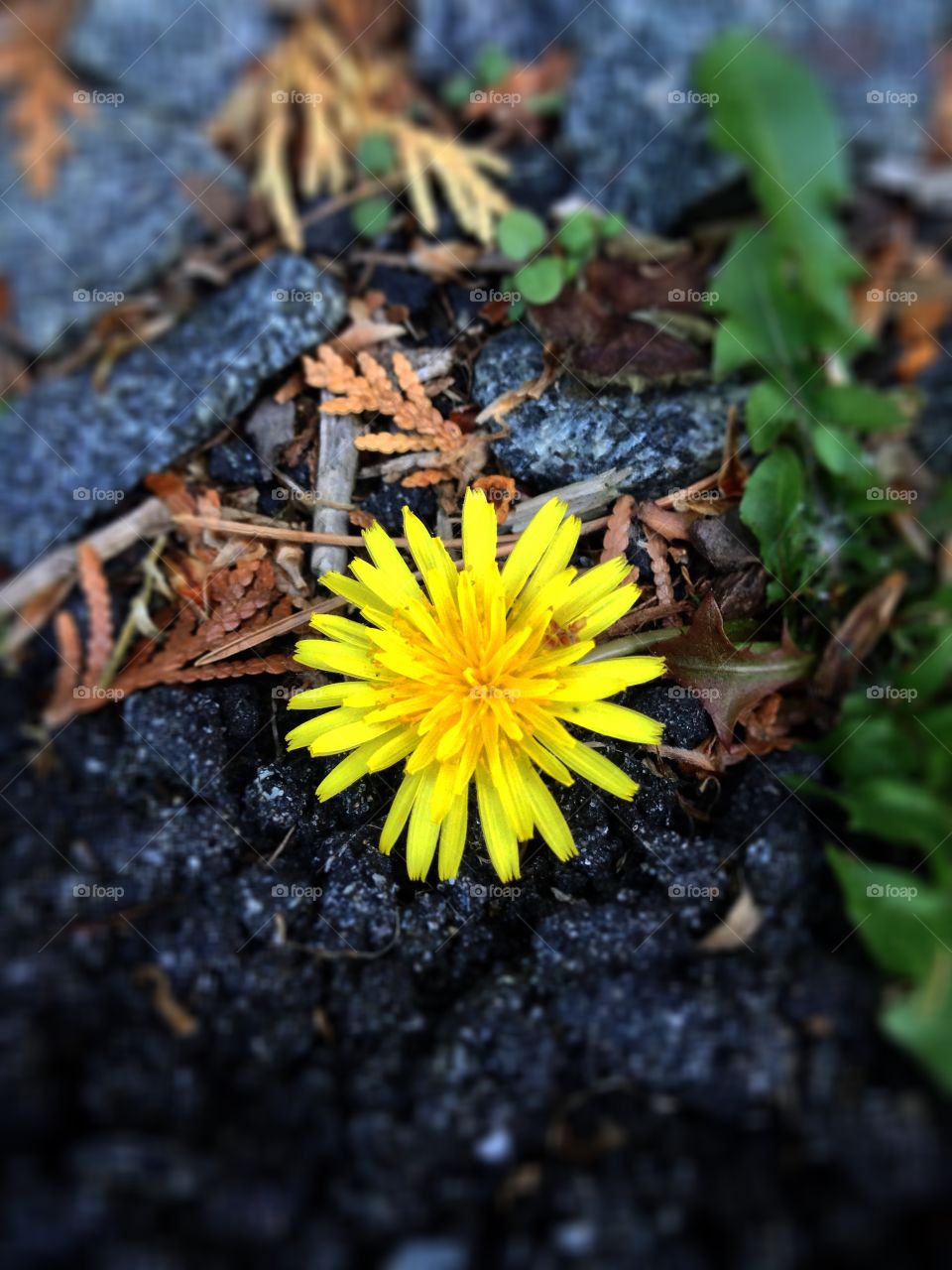 Dandelion