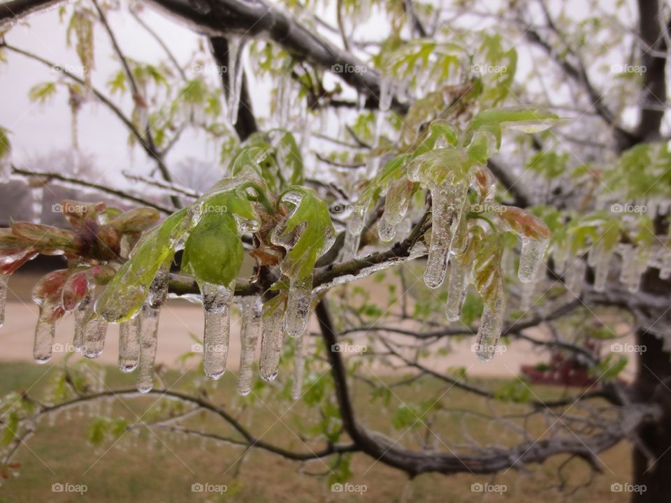 Icy Tree