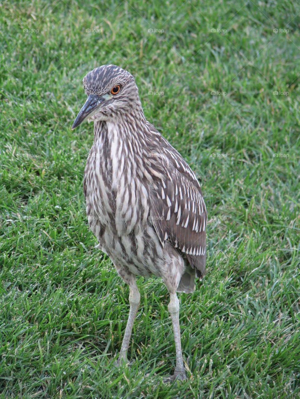 Bird watching me closely