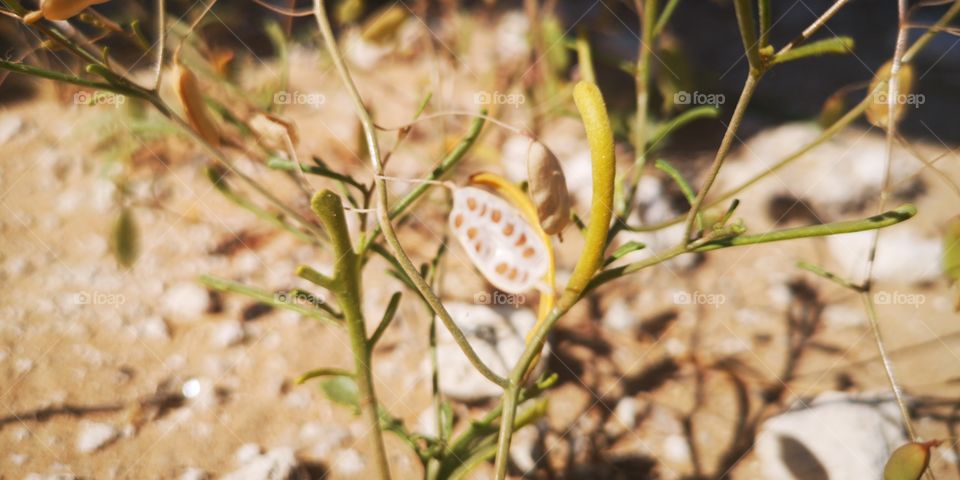 Wild plants