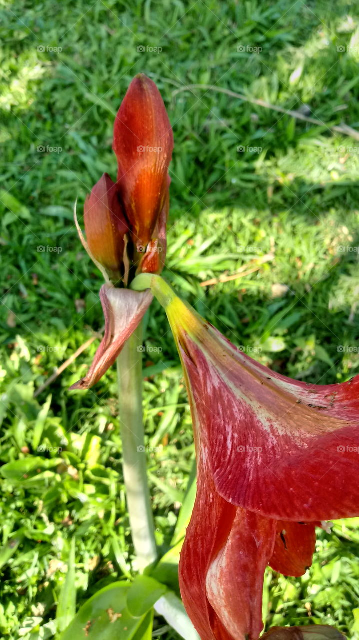 自然，自然，自然，植物，景观，环境，花园，花Hippeastrum papilio（Ravenna）。