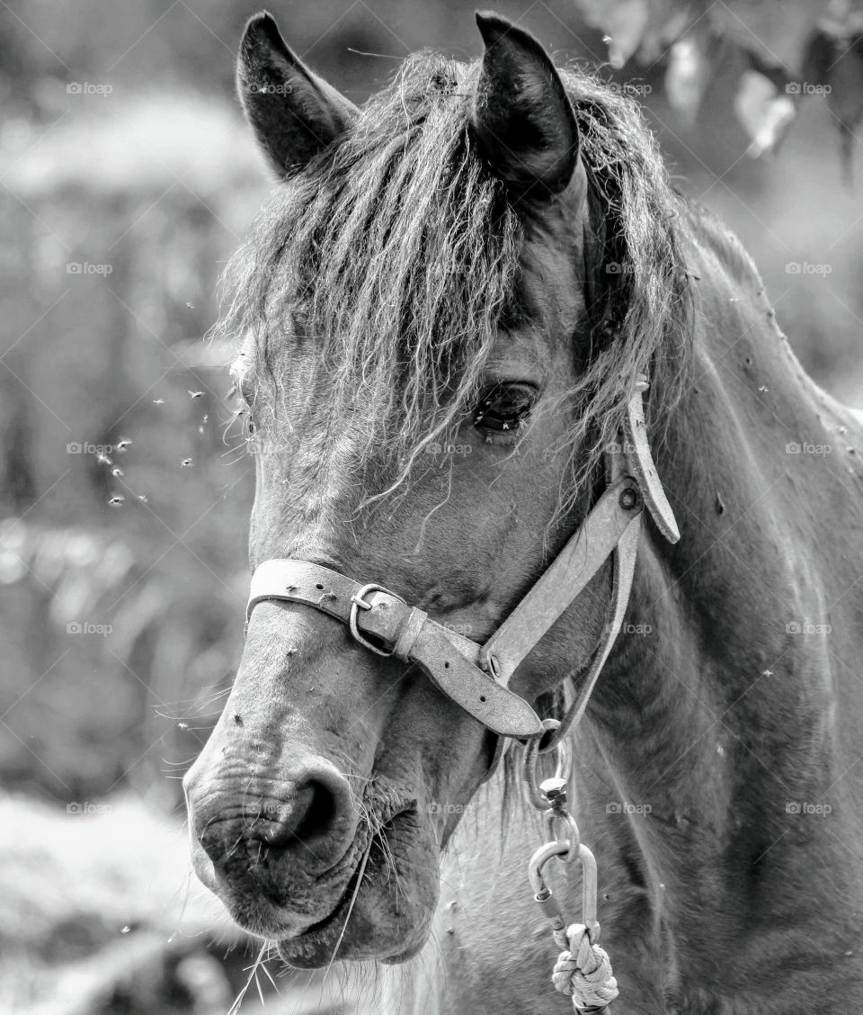 The beauty of black and white