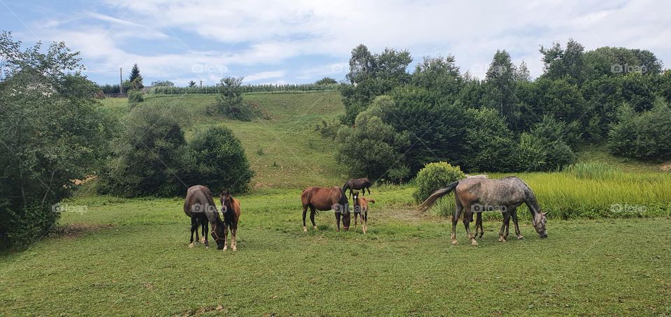 Wilde horses from Delta Danube