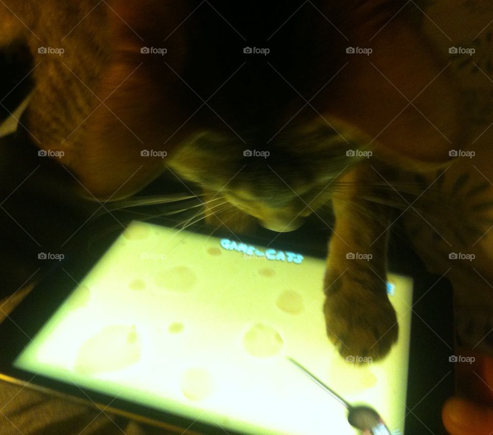 Cat playing with iPad