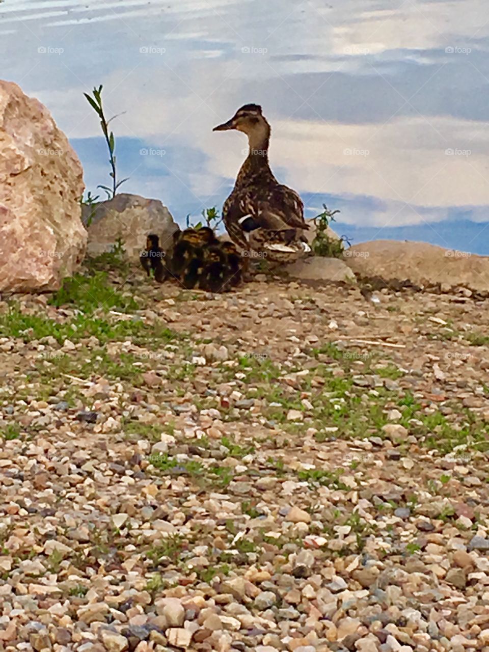 Mama duck. Protective. Babies. Fluffy. Downey. Beautiful. Water. Rocks. Ducklings.