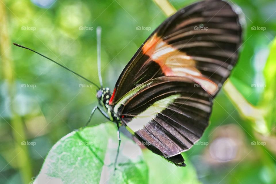 Sapho Longwing Butterfly
