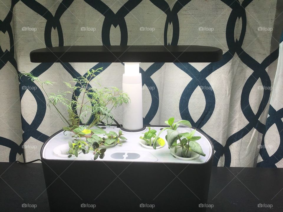 Hydroponic herb garden 