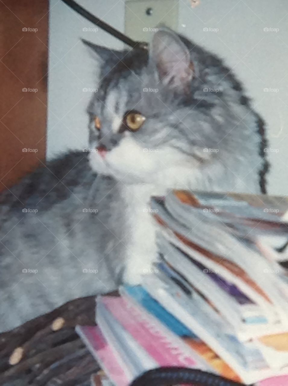 A close up of my pet Persian cat named Fluffy.