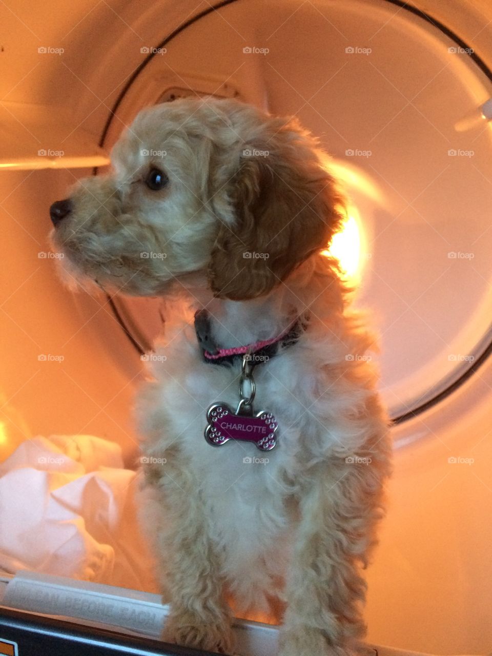 Labradoodle Puppy in Dryer