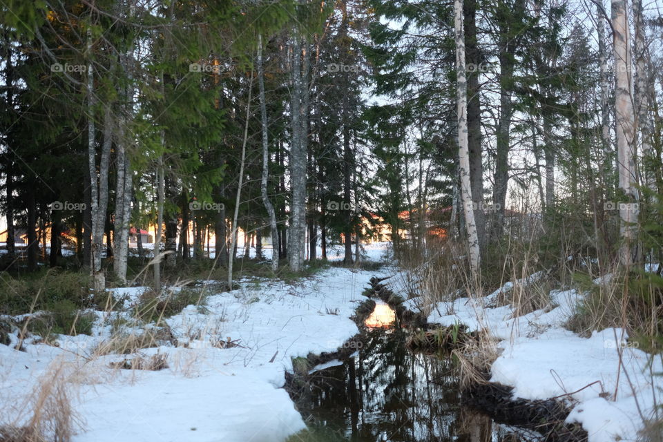 Tree, Winter, Snow, Wood, Landscape