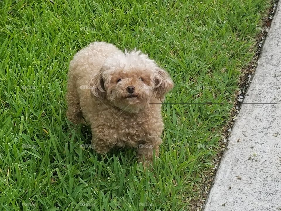 Lexi loves it when she gets to run around outside.