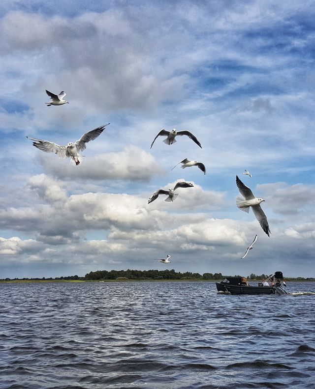 seagulls