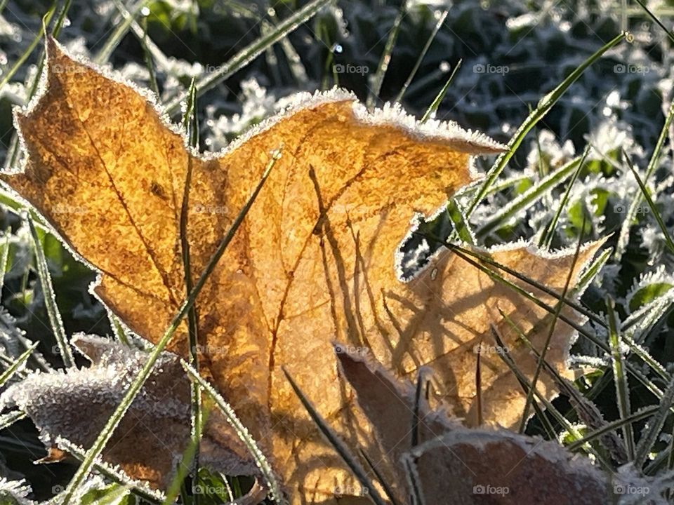 Snow on leaves 