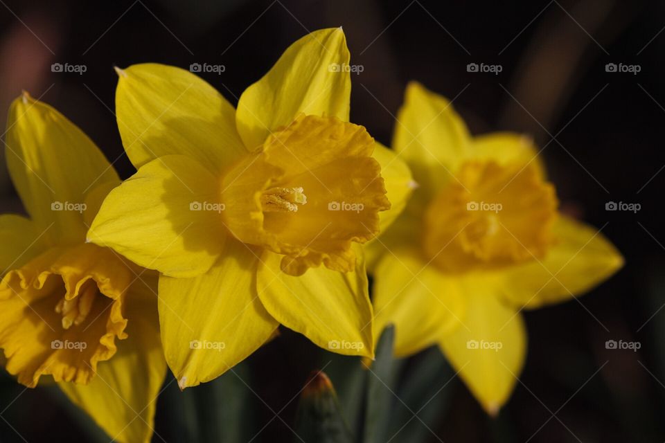 Daffodil 