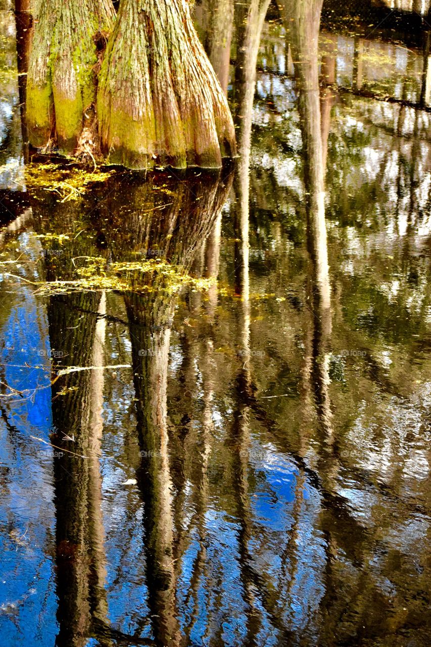 Swamp Reflections