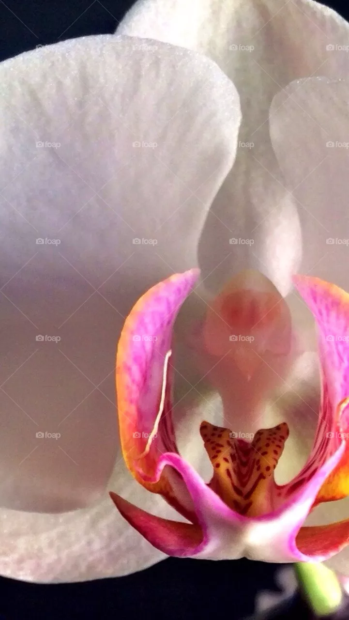 Orchid2