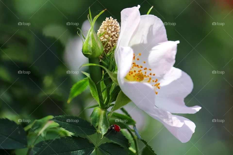 Ladybug at the white flower