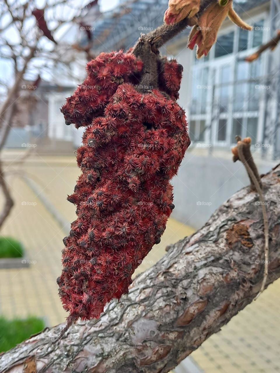 bright colors of a flowering tree