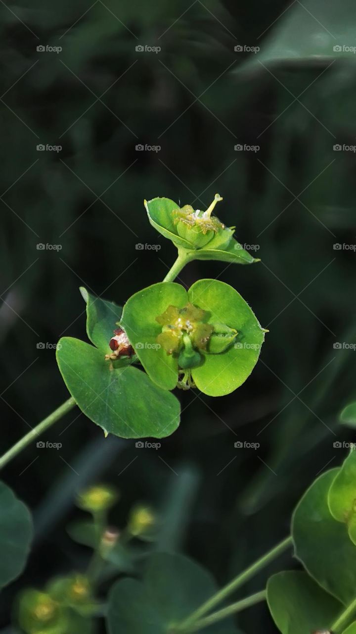 Macro photo of green grass growing in the garden