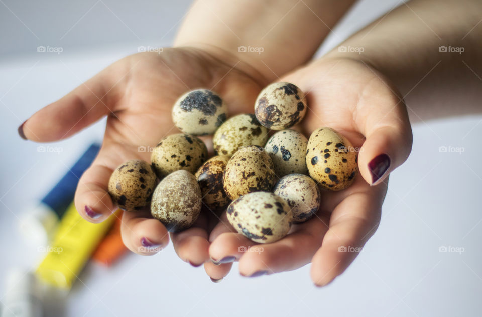 Holding quail eggs